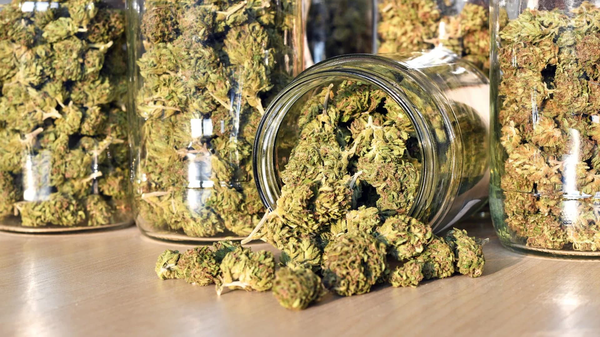 Rhino Cannabis Samen für medizinische Anwendungen