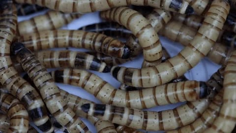 Mehlwürmer: Die ökonomische Bedeutung von Mehlwürmern als Futtermittel