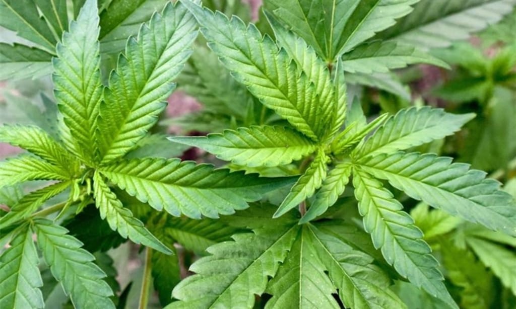 Kulturelle Einflüsse auf die Nutzung von Cannabis Samen