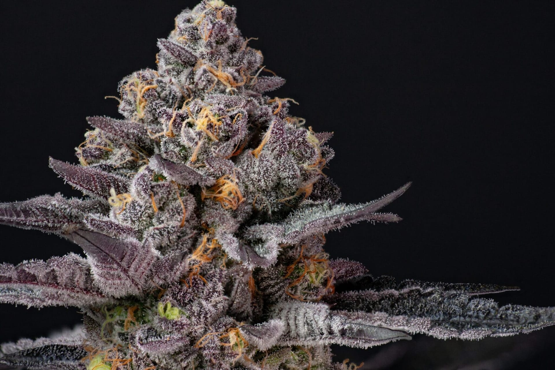 Cali Weed and Vapes bringt Jealous Strain nach Deutschland