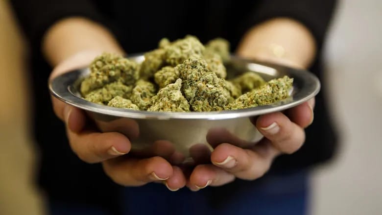 Hochwertige Sinsemilla-Genetik bei Cannapot – Dein Shop für Cannabis Sativa und Cannabis Indica
