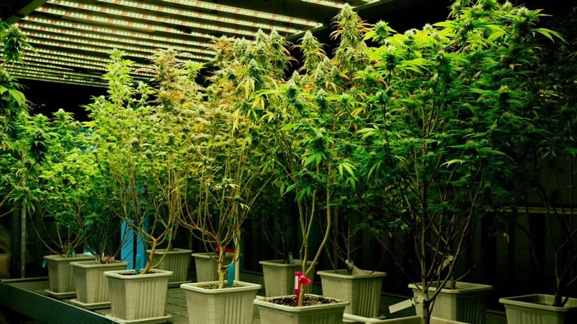 Legalisierung und Innovation: Die Entwicklung der Cannabis Samen Industrie