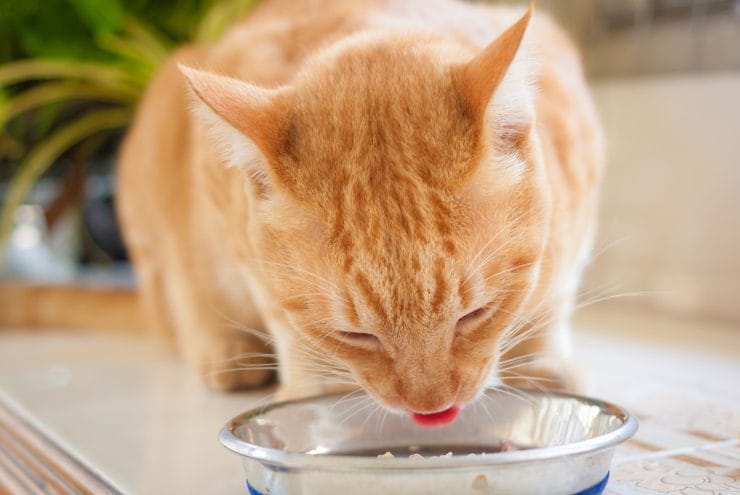 Katzentreppe Ideen: Gestalte einen Katzenhimmel mit stilvollen Aufstiegswegen