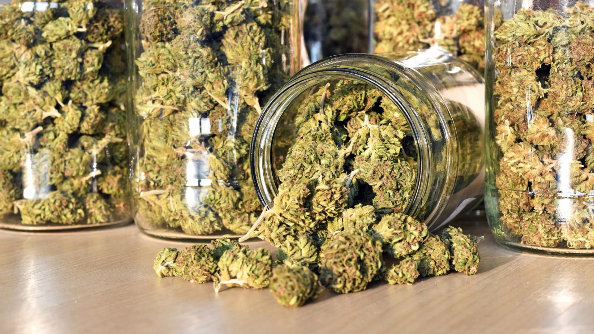 Rhino Cannabis Samen für medizinische Anwendungen