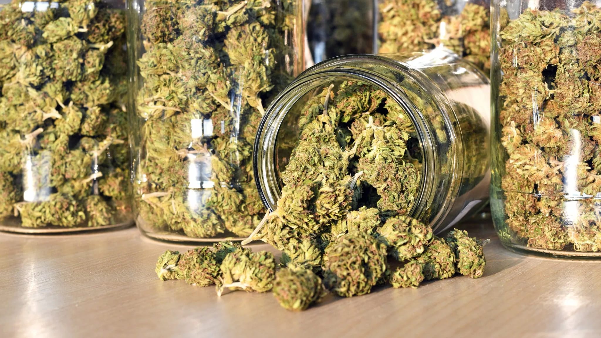 Rhino Cannabis Samen für medizinische Anwendungen