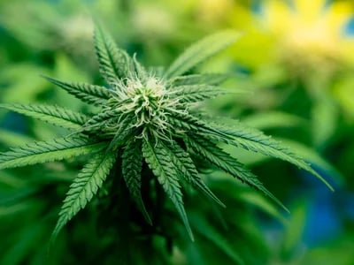 Hochwertige Sinsemilla-Genetik bei Cannapot – Dein Shop für Cannabis Sativa und Cannabis Indica