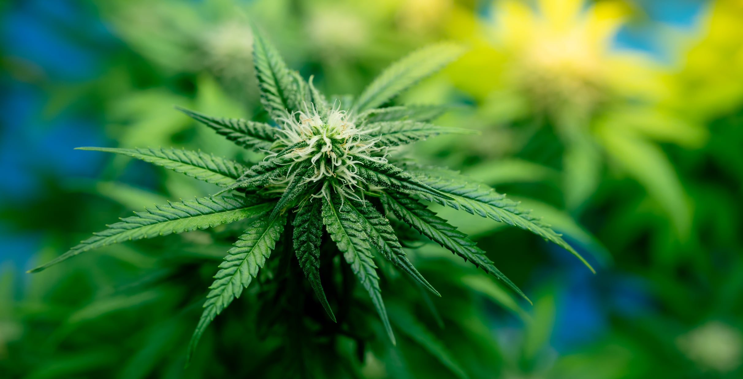 Hochwertige Sinsemilla-Genetik bei Cannapot – Dein Shop für Cannabis Sativa und Cannabis Indica